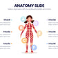 Anatomy Infographic templates