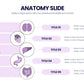 Anatomy Infographic templates